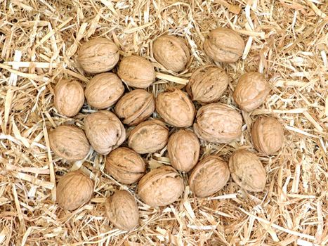 walnuts with shell