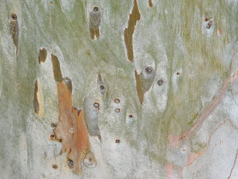 tree trunk texture
