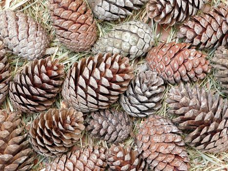 pinecones