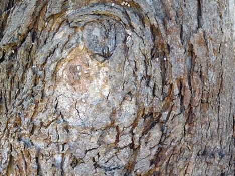 tree trunk texture