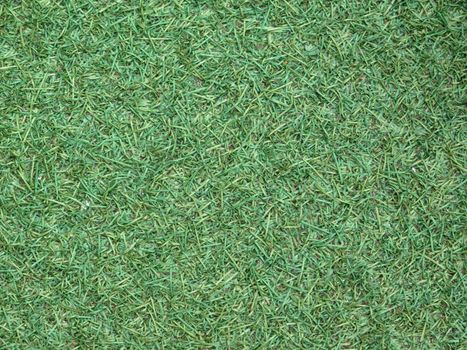 lawn texture