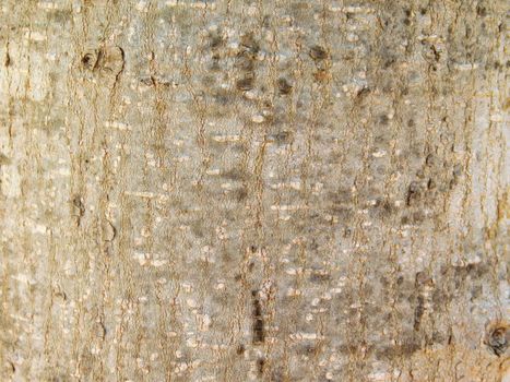 wood texture