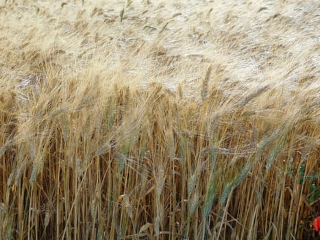 ears of wheat