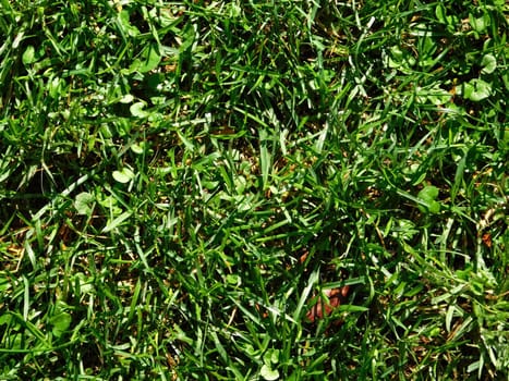 plants