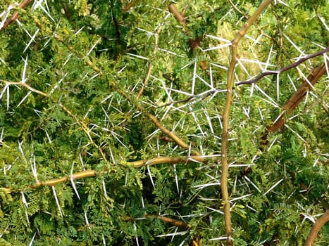 spiny plants