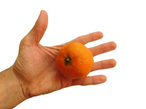 mandarin in hand