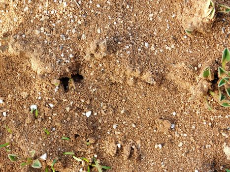 Anthill