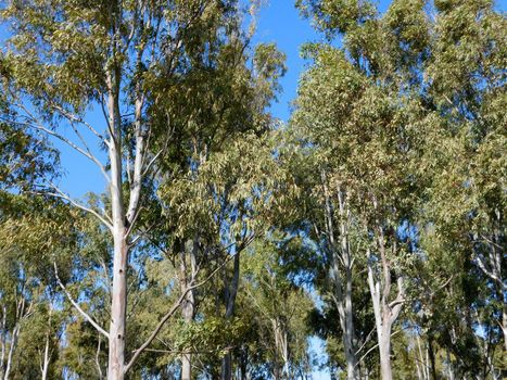 trees