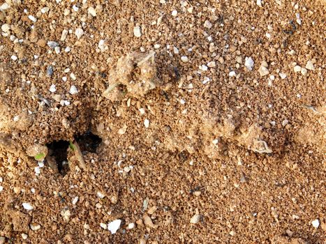 Anthill