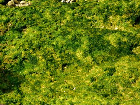 algae texture
