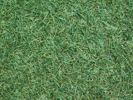 lawn texture