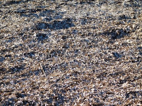 earth texture