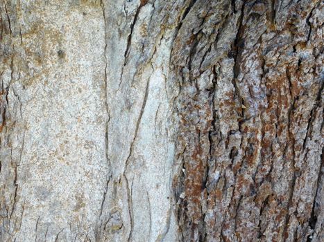 tree trunk texture