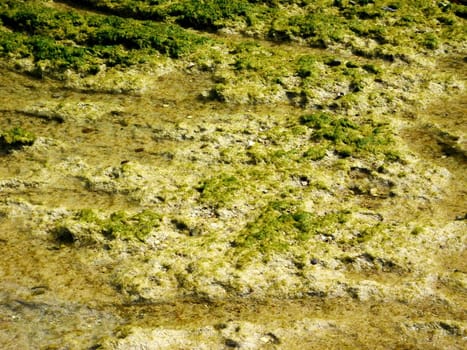 algae texture