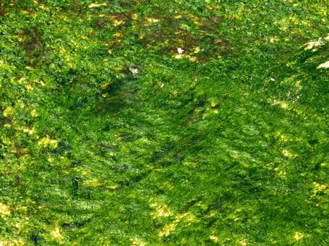 algae texture