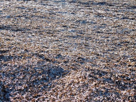 algae texture