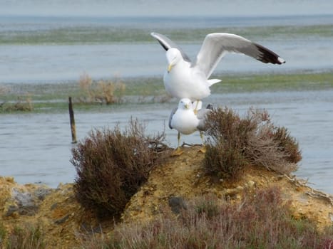 seagull