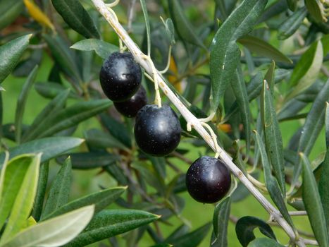 olive tree
