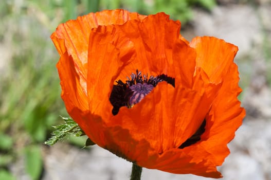 bright blooming red poppy on the light background