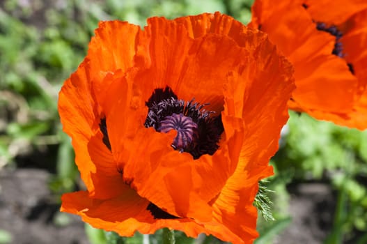 bright blooming red poppy on the red flowers background