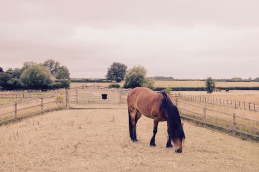 Big brown horse on the farm near other animals and fields.