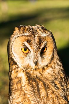 Portrait of Eagle owl (Bubo bubo) with blurred background