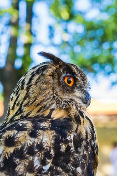 Portrait of Eagle owl (Bubo bubo) with blurred background