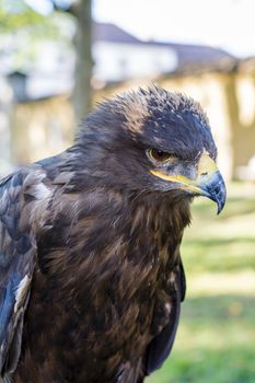 Portrait of golden eagle (Aquila chrysaetos) with blurred background