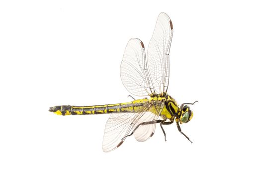 Common clubtail (Gomphus vulgatissimus) isolated on a white background