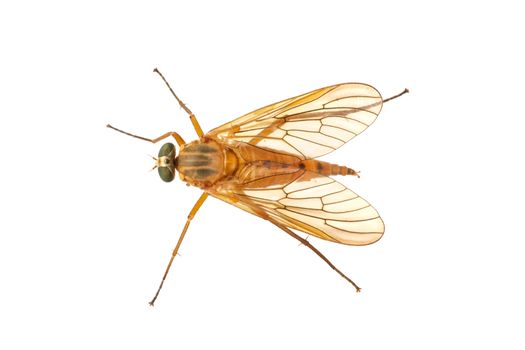 Snipe fly (Rhagio) isolated on a white ackground