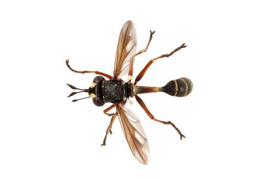 Fly (Physocephala rufipes) isolated on a white background