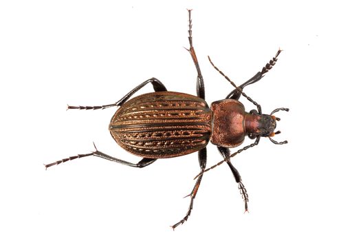 Ground beetle (Detail of head of ground beetle) isolated on a white background