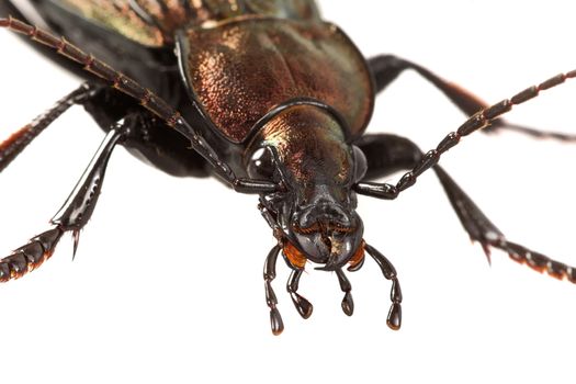 Detail of head of ground beetle (Carabus ullrichii)