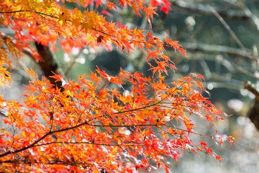 Red leave of maple tree for autumn  fall background