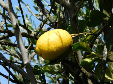 lemon tree