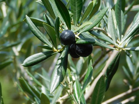 olive tree