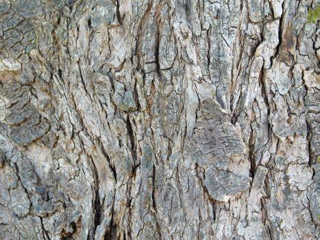 tree trunk texture
