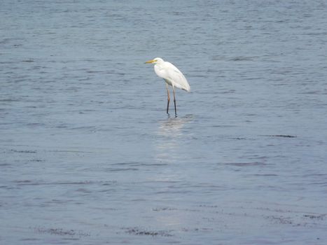 crane on the lake