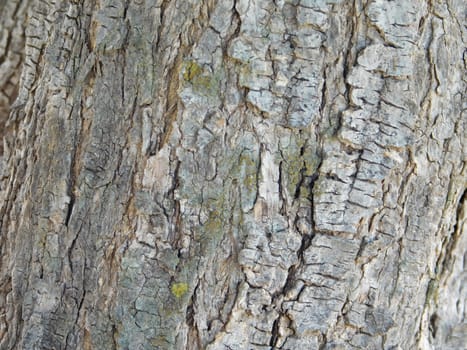 tree trunk texture