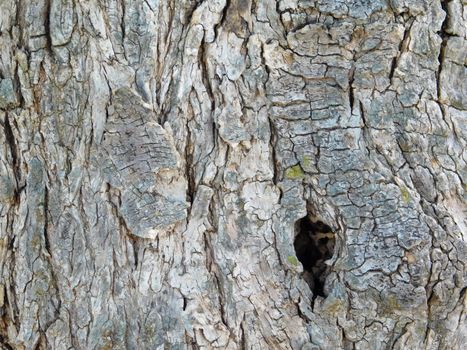 tree trunk texture