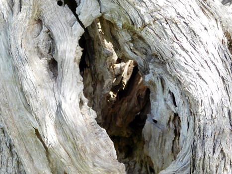 tree trunk texture