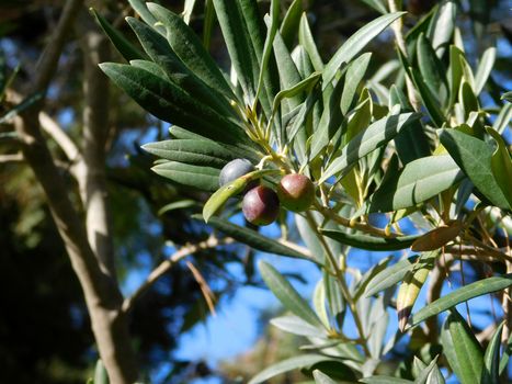olive tree