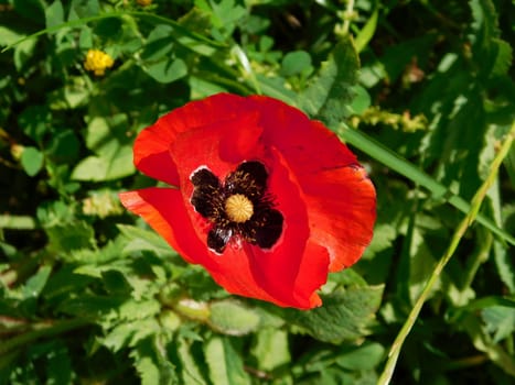 flowers