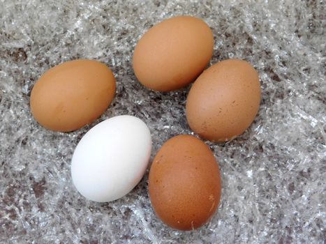 eggs