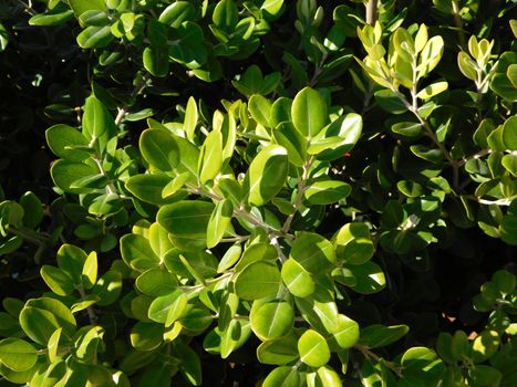 leaves