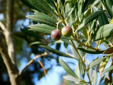 olive tree
