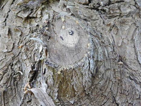 tree trunk texture