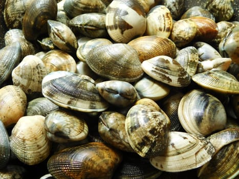 clams