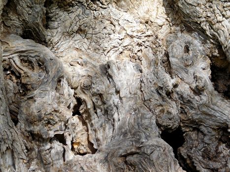 tree trunk texture