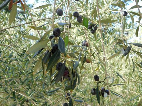 olive tree